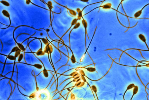 中国科学家培育出人工精子，然后你就想吧